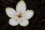 Largeleaf grass of Parnassus